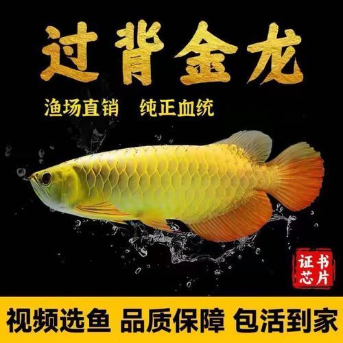 古典藍底過背金龍魚圖片，古典藍底過背金龍魚