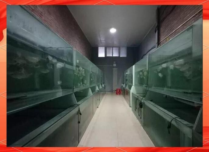 龍魚(yú)寄生蟲(chóng)治療最有效辦法，關(guān)于龍魚(yú)寄生蟲(chóng)治療 龍魚(yú)寄生蟲(chóng)治療最有效辦法，關(guān)于龍魚(yú)寄生蟲(chóng)治療 龍魚(yú)百科 第12張