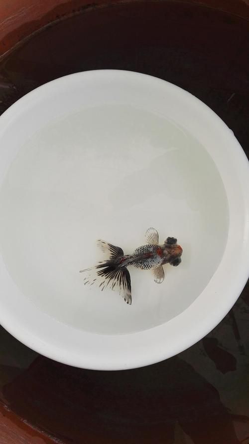 給我一些五花龍睛的圖片,五花龍睛的壽命有多長,如何區(qū)分五花龍睛的優(yōu)質(zhì)圖片 龍魚百科 第14張 給我一些五花龍睛的圖片,五花龍睛的壽命有多長,如何區(qū)分五花龍睛的優(yōu)質(zhì)圖片 給我一些五花龍睛的圖片,五花龍睛的壽命有多長,如何區(qū)分五花龍睛的優(yōu)質(zhì)圖片 龍魚百科 第14張