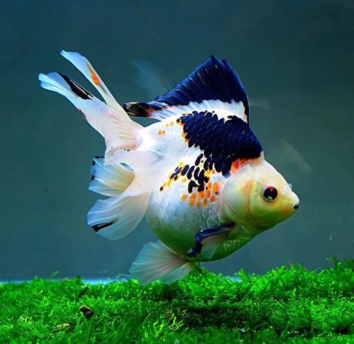 給我一些五花龍睛的圖片,五花龍睛的壽命有多長,如何區(qū)分五花龍睛的優(yōu)質(zhì)圖片 龍魚百科 第2張 給我一些五花龍睛的圖片,五花龍睛的壽命有多長,如何區(qū)分五花龍睛的優(yōu)質(zhì)圖片 給我一些五花龍睛的圖片,五花龍睛的壽命有多長,如何區(qū)分五花龍睛的優(yōu)質(zhì)圖片 龍魚百科 第2張