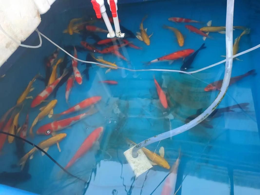 給我一些五花龍睛的圖片,五花龍睛的壽命有多長,如何區(qū)分五花龍睛的優(yōu)質(zhì)圖片 龍魚百科 第10張 給我一些五花龍睛的圖片,五花龍睛的壽命有多長,如何區(qū)分五花龍睛的優(yōu)質(zhì)圖片 給我一些五花龍睛的圖片,五花龍睛的壽命有多長,如何區(qū)分五花龍睛的優(yōu)質(zhì)圖片 龍魚百科 第10張
