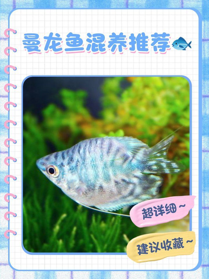 曼龍魚能和哪些魚混養？，關于曼龍魚與其他魚類混養的一些建議