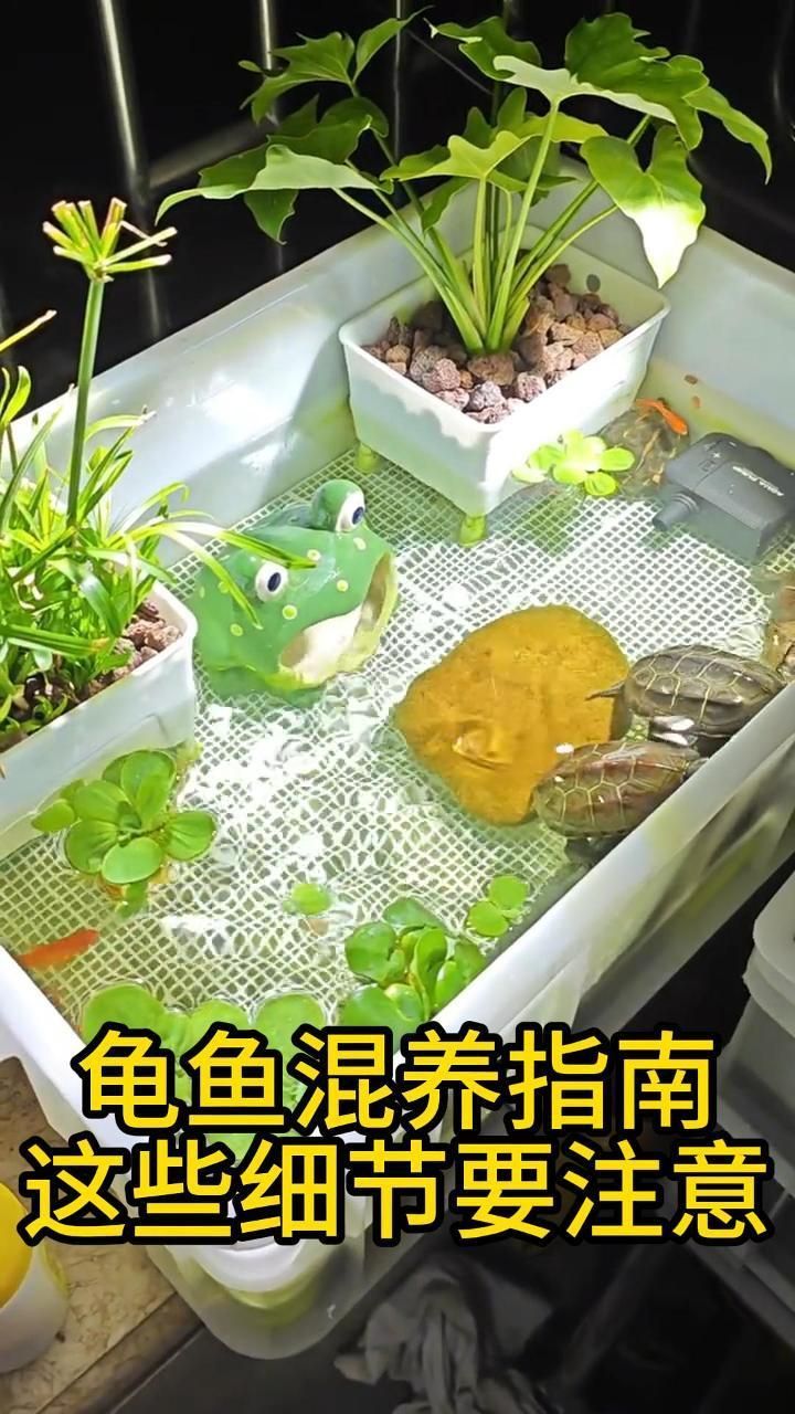 烏龜和魚混養有哪些常見問題，烏龜和魚混養有哪些成功案例 烏龜和魚混養有哪些常見問題，烏龜和魚混養有哪些成功案例 龍魚百科 第2張