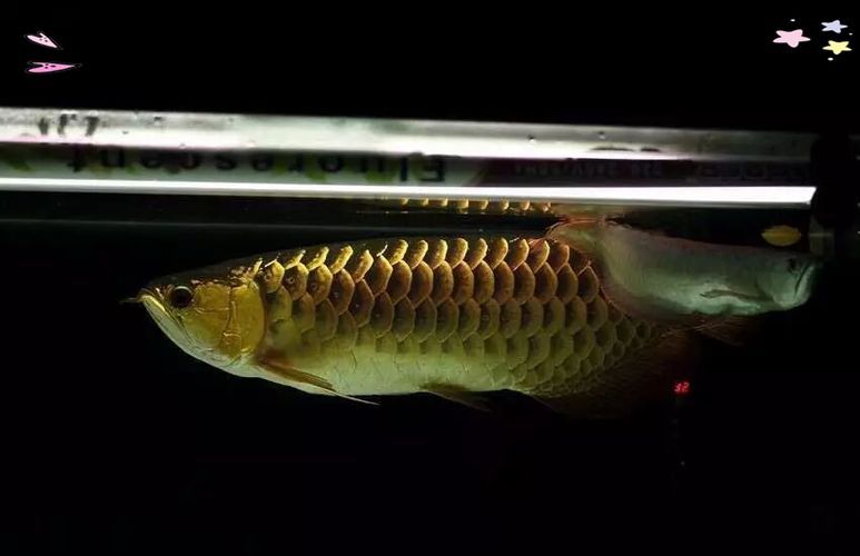 能否提供更多優化龍魚飼養環境的圖片，——龍魚飼養環境優化建議 能否提供更多優化龍魚飼養環境的圖片，——龍魚飼養環境優化建議 龍魚百科 第22張