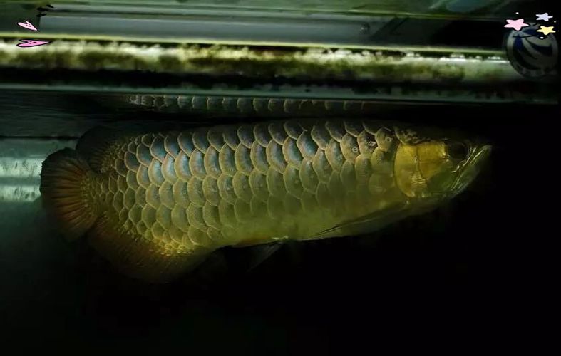 能否提供更多優化龍魚飼養環境的圖片，——龍魚飼養環境優化建議 能否提供更多優化龍魚飼養環境的圖片，——龍魚飼養環境優化建議 龍魚百科 第19張