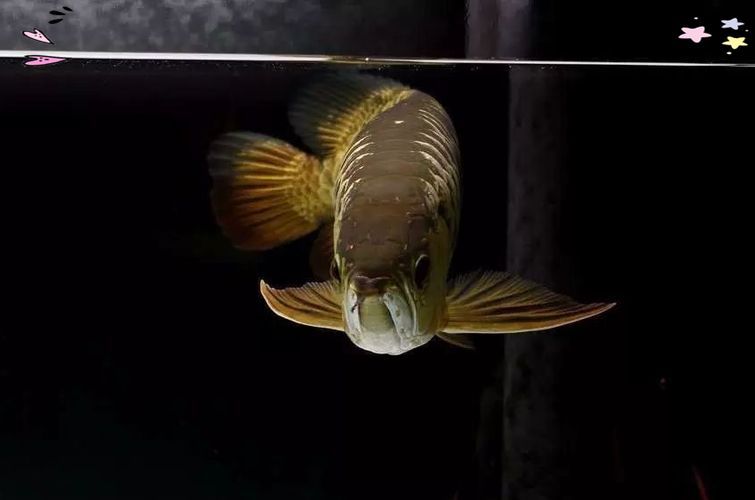 能否提供更多優化龍魚飼養環境的圖片，——龍魚飼養環境優化建議 能否提供更多優化龍魚飼養環境的圖片，——龍魚飼養環境優化建議 龍魚百科 第11張