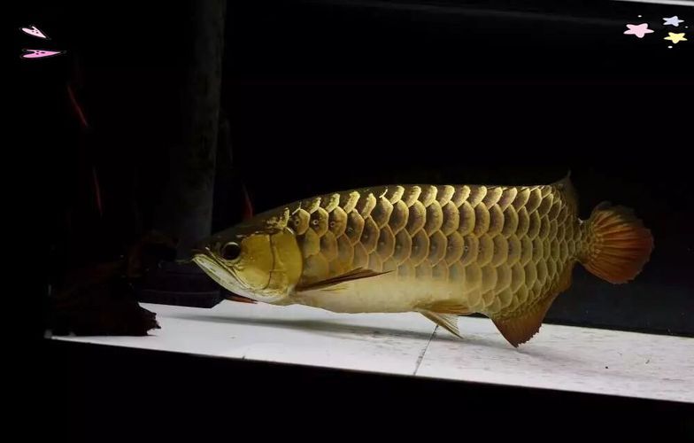 能否提供更多優化龍魚飼養環境的圖片，——龍魚飼養環境優化建議 能否提供更多優化龍魚飼養環境的圖片，——龍魚飼養環境優化建議 龍魚百科 第6張