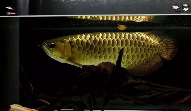 能否提供更多優化龍魚飼養環境的圖片，——龍魚飼養環境優化建議 能否提供更多優化龍魚飼養環境的圖片，——龍魚飼養環境優化建議 龍魚百科 第15張