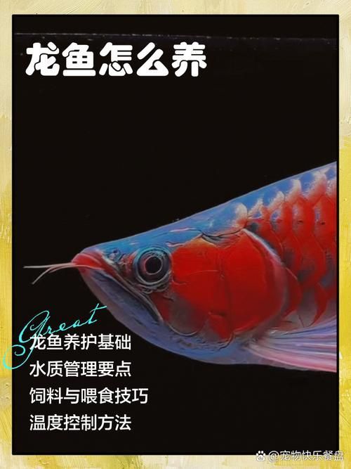 能否提供更多優化龍魚飼養環境的圖片，——龍魚飼養環境優化建議 能否提供更多優化龍魚飼養環境的圖片，——龍魚飼養環境優化建議 龍魚百科 第9張