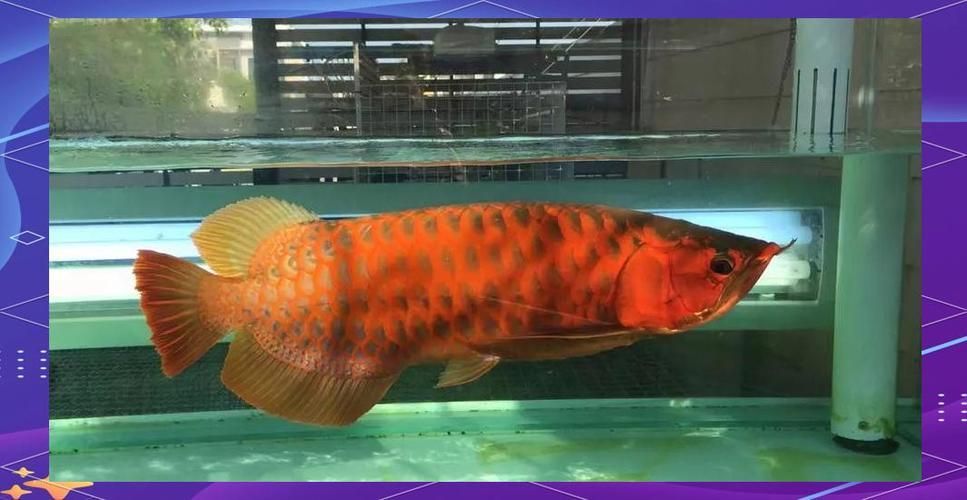 能否提供更多優化龍魚飼養環境的圖片，——龍魚飼養環境優化建議 能否提供更多優化龍魚飼養環境的圖片，——龍魚飼養環境優化建議 龍魚百科 第10張
