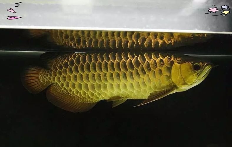 能否提供更多優化龍魚飼養環境的圖片，——龍魚飼養環境優化建議 能否提供更多優化龍魚飼養環境的圖片，——龍魚飼養環境優化建議 龍魚百科 第14張