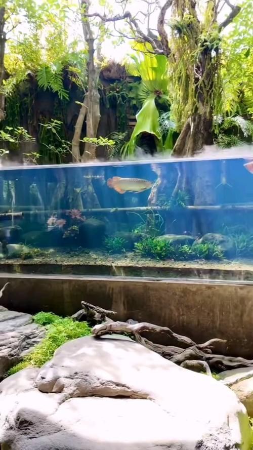能否提供更多優化龍魚飼養環境的圖片，——龍魚飼養環境優化建議 能否提供更多優化龍魚飼養環境的圖片，——龍魚飼養環境優化建議 龍魚百科 第5張