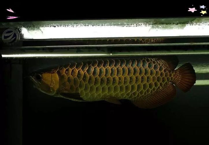 能否提供更多優化龍魚飼養環境的圖片，——龍魚飼養環境優化建議 能否提供更多優化龍魚飼養環境的圖片，——龍魚飼養環境優化建議 龍魚百科 第18張