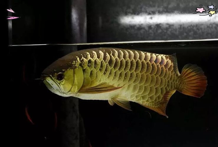 能否提供更多優化龍魚飼養環境的圖片，——龍魚飼養環境優化建議 能否提供更多優化龍魚飼養環境的圖片，——龍魚飼養環境優化建議 龍魚百科 第17張