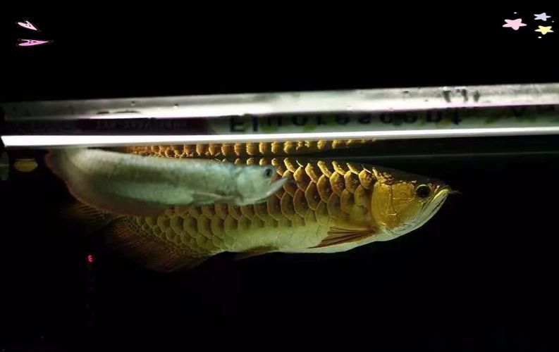 能否提供更多優化龍魚飼養環境的圖片，——龍魚飼養環境優化建議 能否提供更多優化龍魚飼養環境的圖片，——龍魚飼養環境優化建議 龍魚百科 第16張