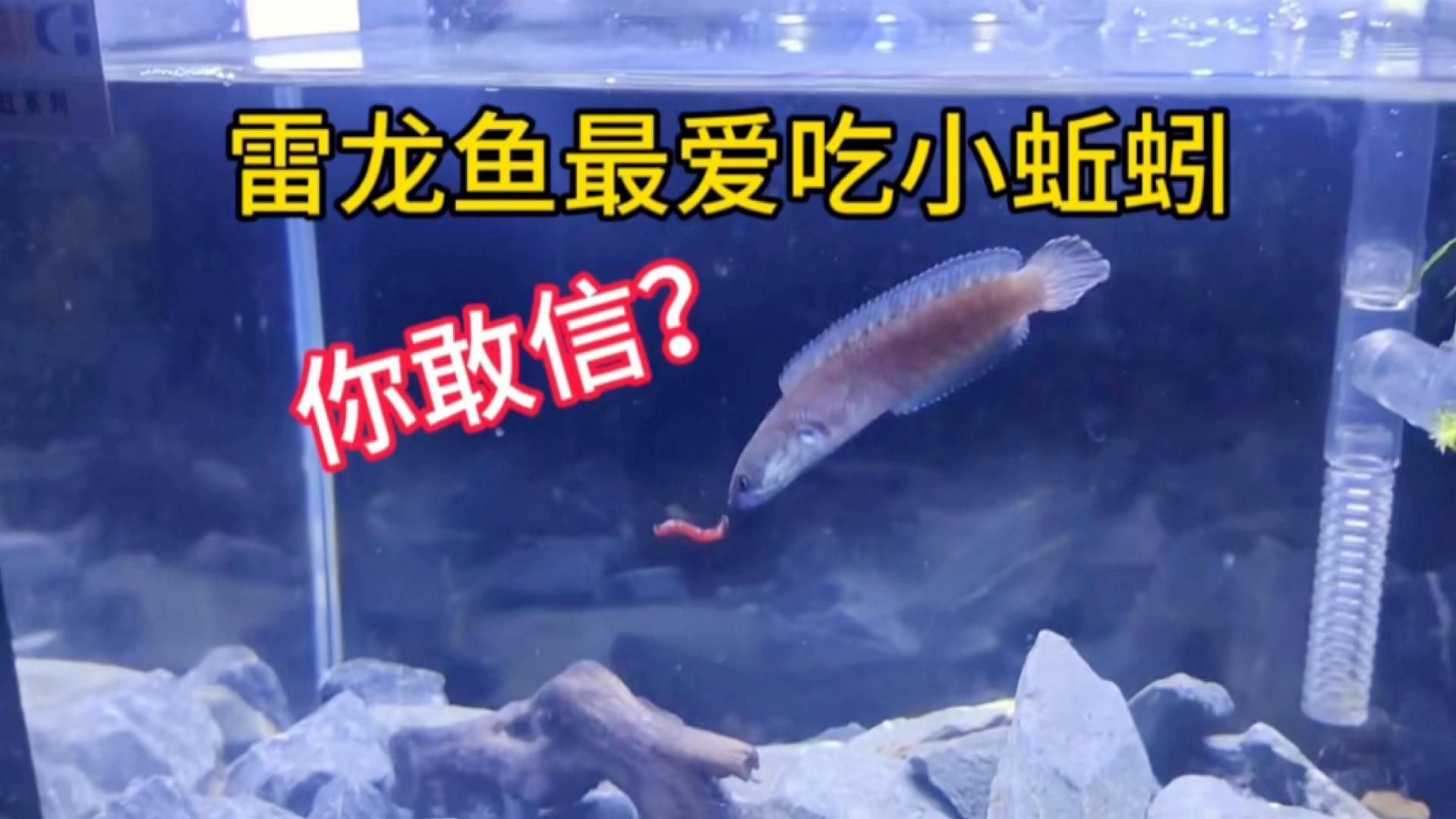 還有哪些大型龍魚適合新手，大型龍魚適合新手入門嗎？ 還有哪些大型龍魚適合新手，大型龍魚適合新手入門嗎？ 龍魚百科
