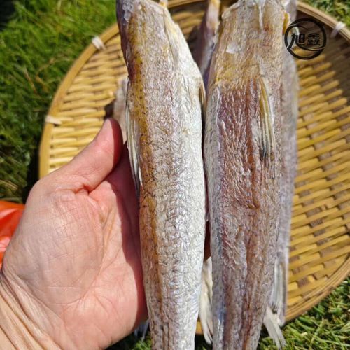 北海回龍魚(yú)有哪些功效，“北海回龍魚(yú)”的生物學(xué)特點(diǎn)