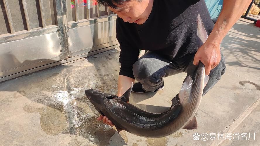 北海回龍魚(yú)有哪些功效，“北海回龍魚(yú)”的生物學(xué)特點(diǎn)