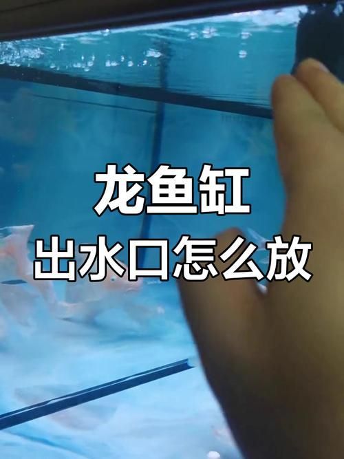 有哪些方法可以增加龍魚的活動量？，如何增加龍魚活動量 有哪些方法可以增加龍魚的活動量？，如何增加龍魚活動量 龍魚百科 第7張