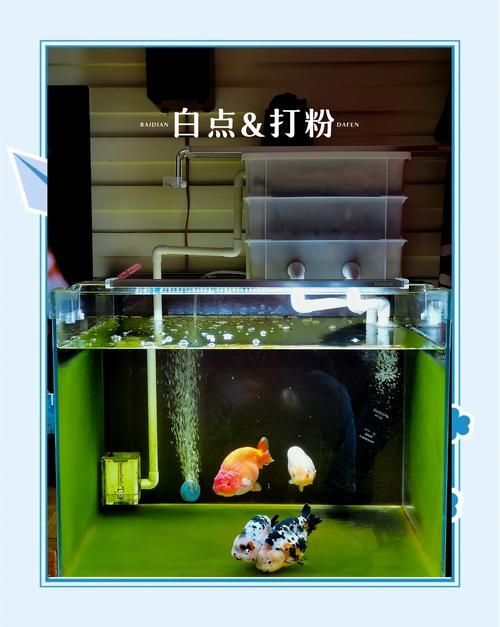 如何預(yù)防魚缸真菌感染，魚缸常見病防治手冊