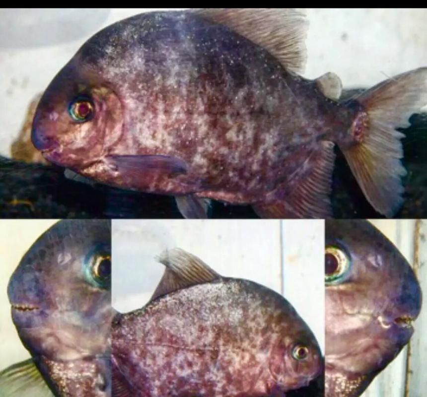 祥龍魚場的玫瑰銀版魚質(zhì)量如何？，祥龍魚場的玫瑰銀版魚有哪些優(yōu)點