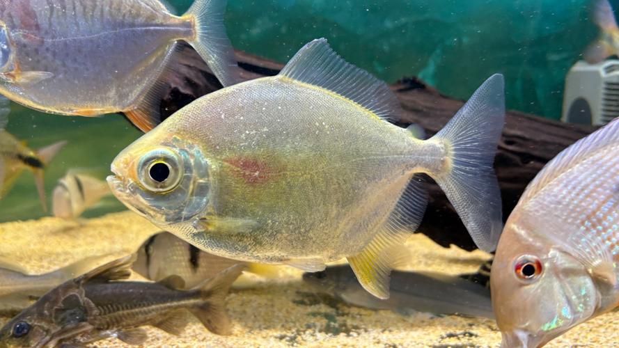 祥龍魚場的玫瑰銀版魚質(zhì)量如何？，祥龍魚場的玫瑰銀版魚有哪些優(yōu)點