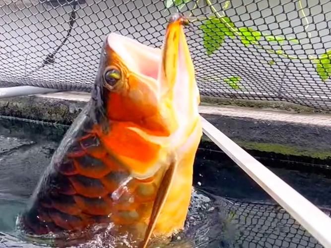 如何搜索到高清的龍魚被吃掉視頻，高清龍魚被吃掉視頻