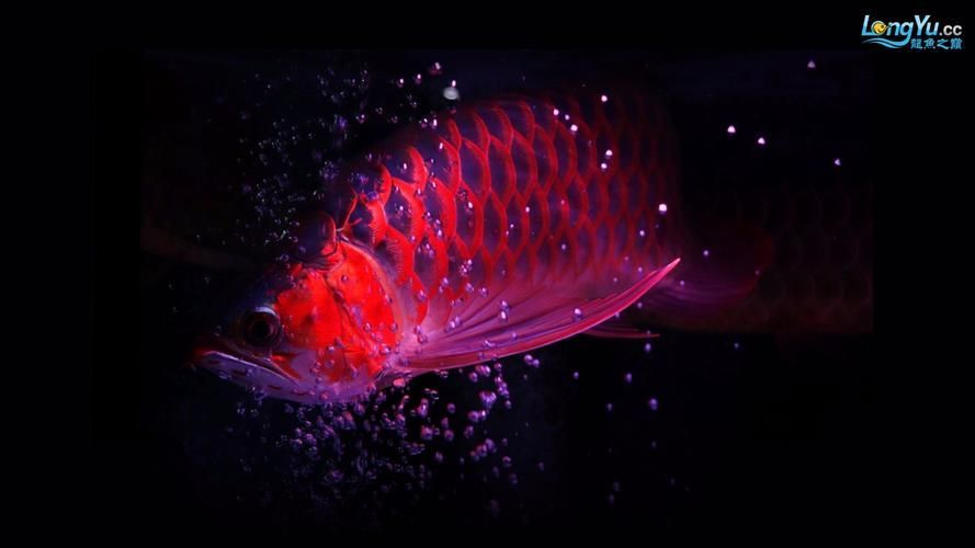 給我一些海南龍魚的高清圖片，海南龍魚有哪些種類？ 給我一些海南龍魚的高清圖片，海南龍魚有哪些種類？ 龍魚百科 第3張