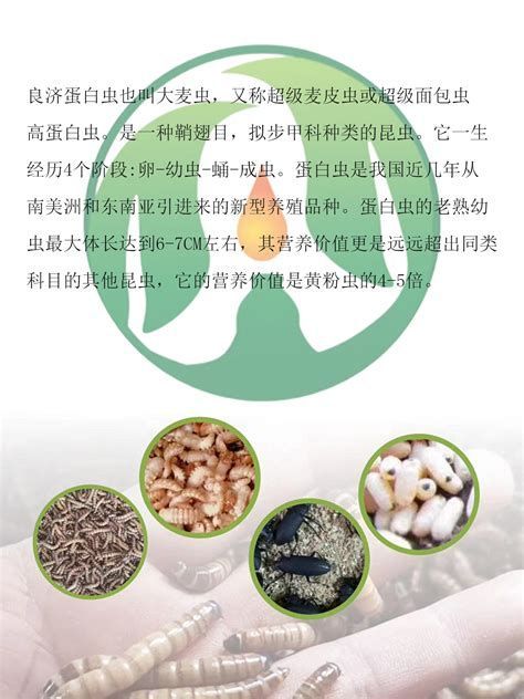 金龍魚受傷了最忌三種食物，金龍魚受傷后的飲食管理