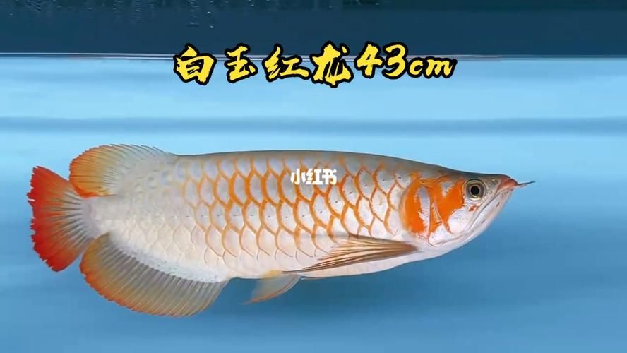 白玉龍魚的價格范圍是多少？，白玉龍魚價格跨度極大，