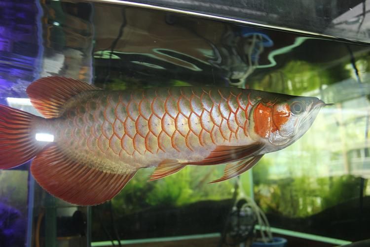 白玉龍魚的價格范圍是多少？，白玉龍魚價格跨度極大，