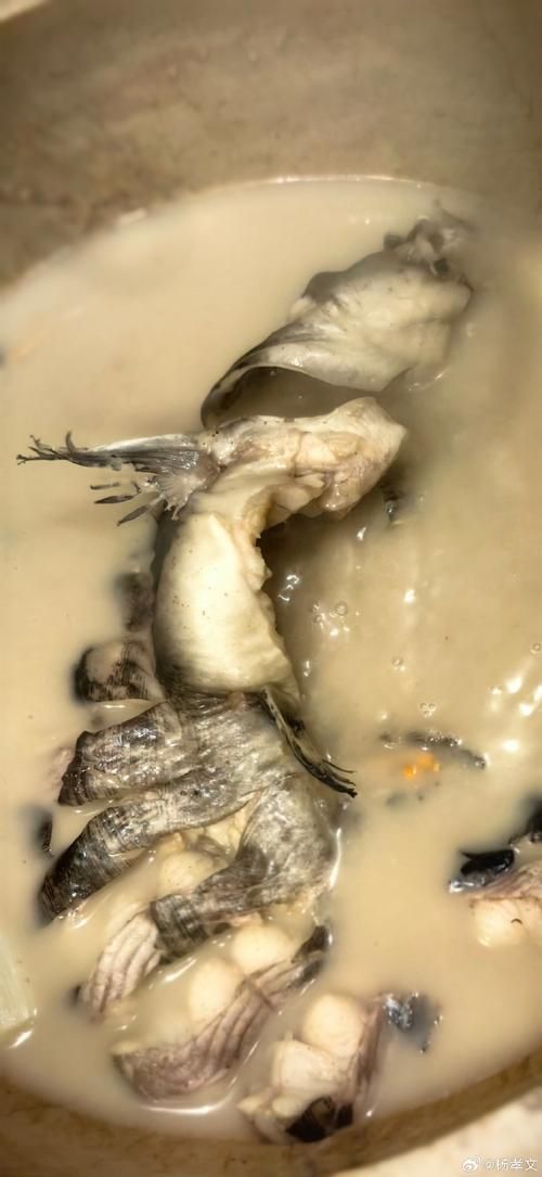 如何判斷龍魚是否接受面包蟲？，————科學觀察與實操指南
