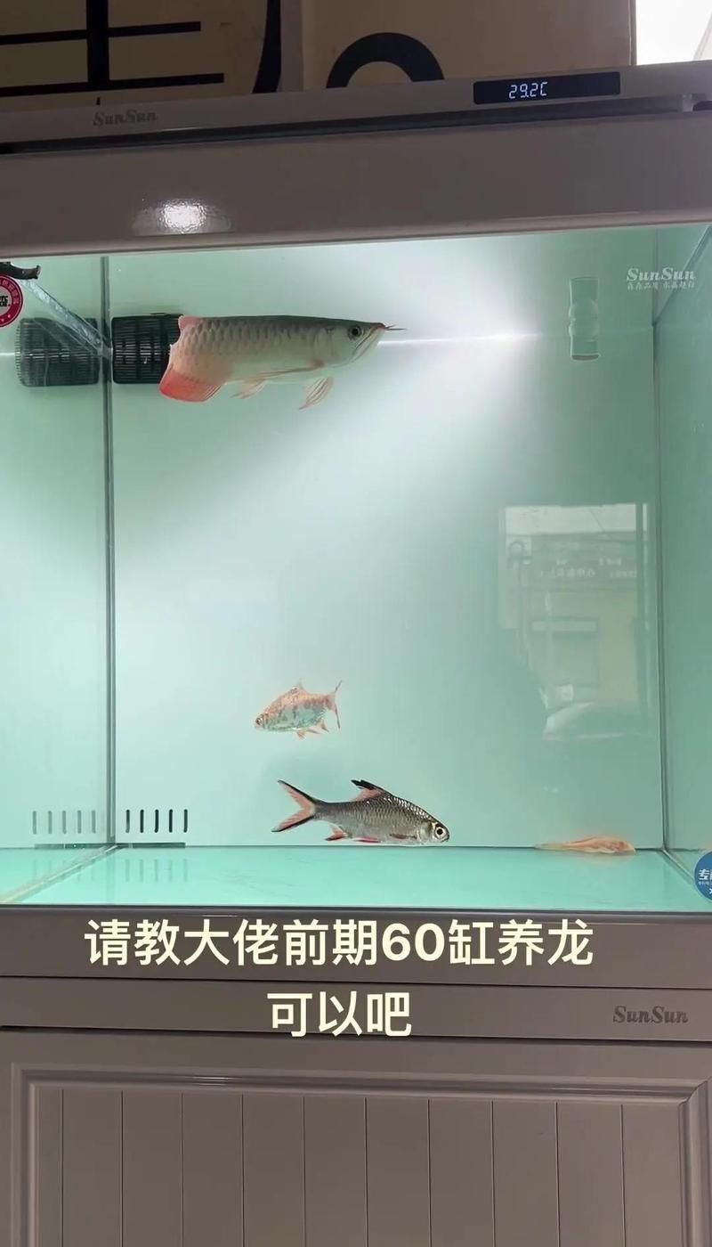 20公分龍魚一天喂幾次，20公分龍魚喂食計劃表