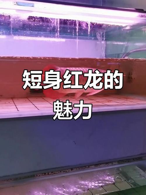 短身紅龍魚有哪些品種，如何區(qū)分短身紅龍魚的品種
