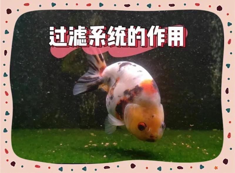 龍魚缸過濾系統(tǒng)有哪些類型 龍魚缸過濾系統(tǒng)有哪些類型 龍魚百科 第1張