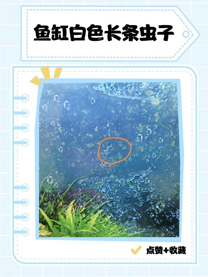 哪些魚類容易攜帶白色線蟲，哪些魚類容易攜帶白色線蟲？ 哪些魚類容易攜帶白色線蟲，哪些魚類容易攜帶白色線蟲？ 龍魚百科 第1張