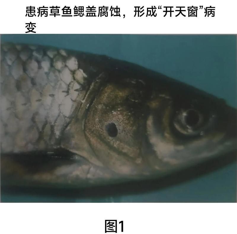 爛鰓病魚有哪些潛在健康風險，如何預防爛鰓病