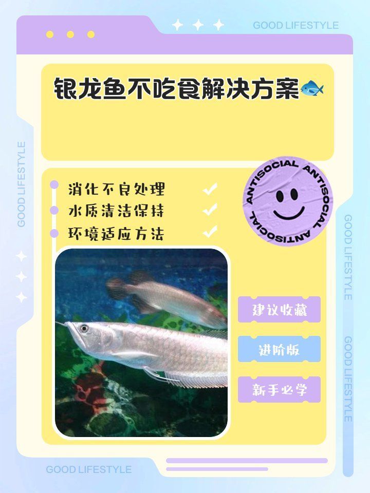 銀龍魚不吃食有哪些常見原因，銀龍魚不吃東西怎么辦