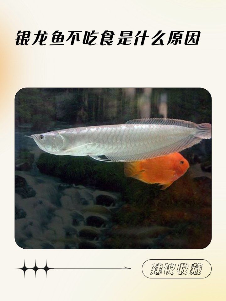 銀龍魚不吃食有哪些常見原因，銀龍魚不吃東西怎么辦