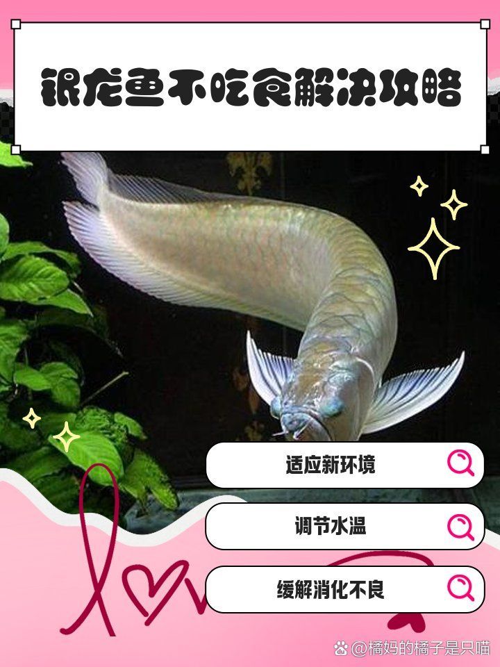 銀龍魚不吃食有哪些常見原因，銀龍魚不吃東西怎么辦