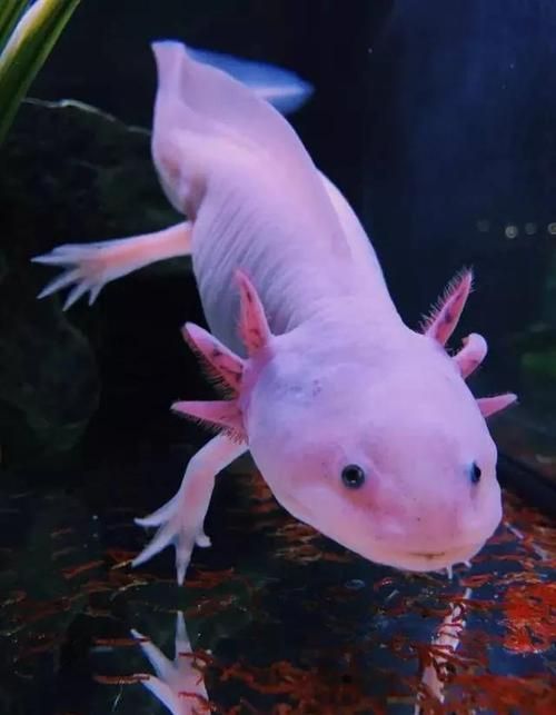有哪些品相的六角龍魚(yú)值得購(gòu)買(mǎi)，六角龍魚(yú)如何挑選？