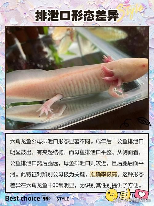有哪些品相的六角龍魚(yú)值得購(gòu)買(mǎi)，六角龍魚(yú)如何挑選？