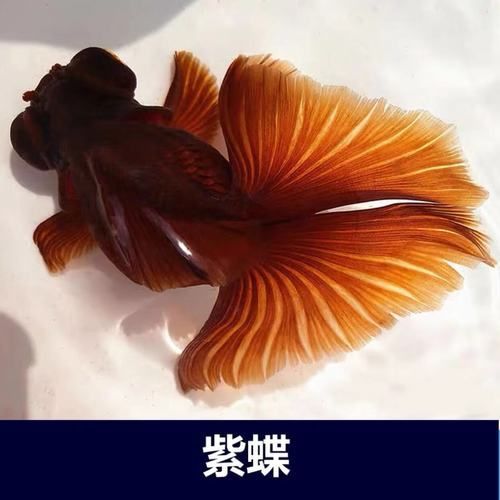 蝶尾金魚有哪些品種，蝶尾金魚哪個品種最珍貴蝶尾金魚哪個品種最珍貴