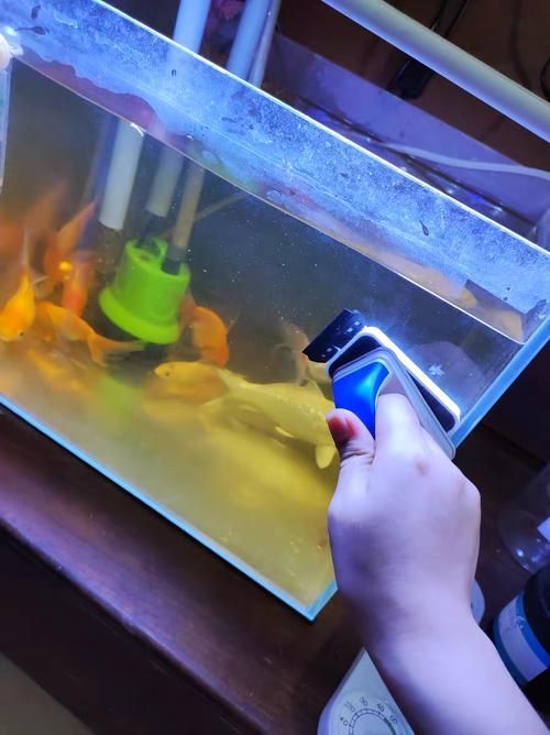 龍鳳錦鯉的魚須有何作用？，龍鳳錦鯉的魚須有何顏色 龍鳳錦鯉的魚須有何作用？，龍鳳錦鯉的魚須有何顏色 龍魚百科 第1張