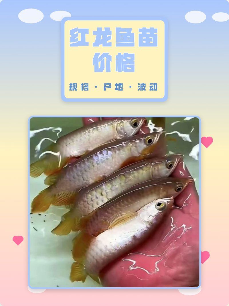 紅龍幼苗的價格范圍是多少，紅龍幼苗價格