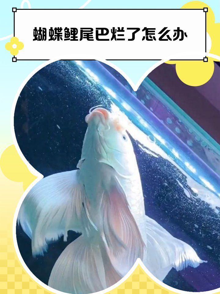 給我一些關于魚尾巴充血爛尾的治療方法，錦鯉魚尾巴充血爛尾是怎么回事寵物尾巴充血四大原因及解決方法