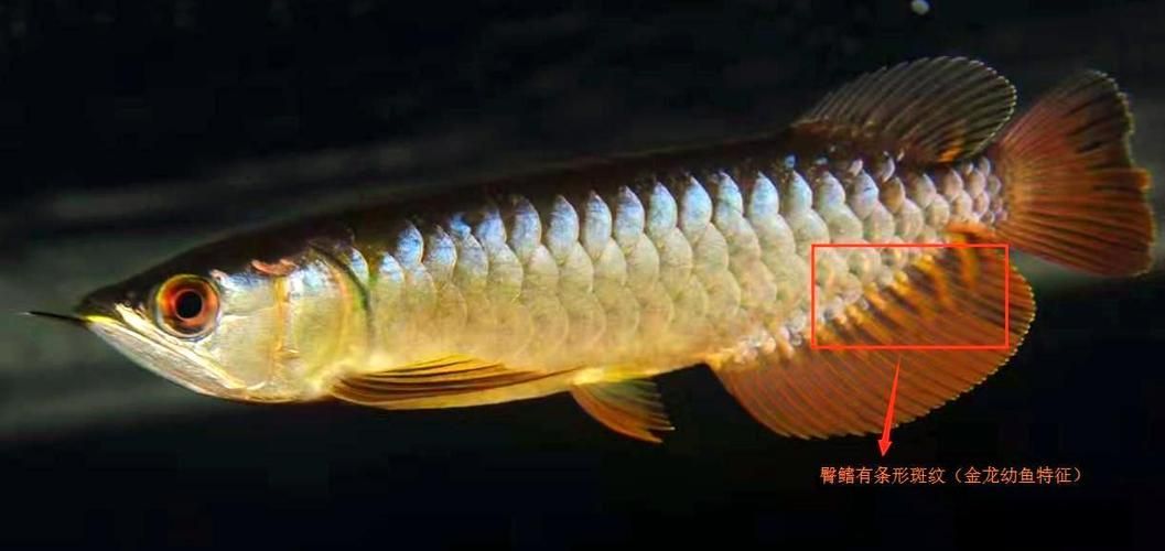有沒有更詳細(xì)的龍魚頭型圖解？，龍魚頭型圖解
