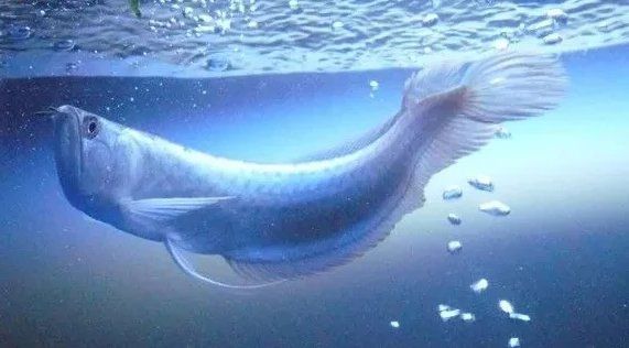 如何判斷龍魚是否受到驚嚇？，如何判斷龍魚是否受到了驚嚇