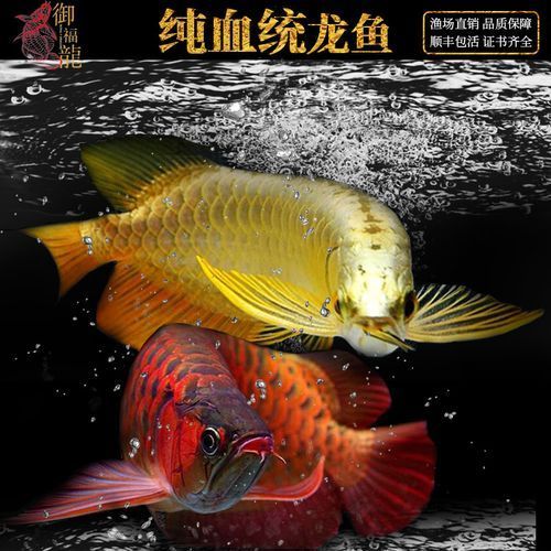 哪里可以買到正宗的20cm紅龍魚，如何找到正宗20cm紅龍魚
