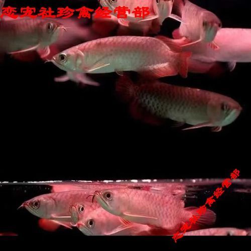 哪里可以買到正宗的20cm紅龍魚，如何找到正宗20cm紅龍魚